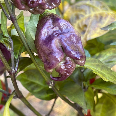 Purple Death - Seeds - The Pepper Pantry (Formerly Marie Sharp's)